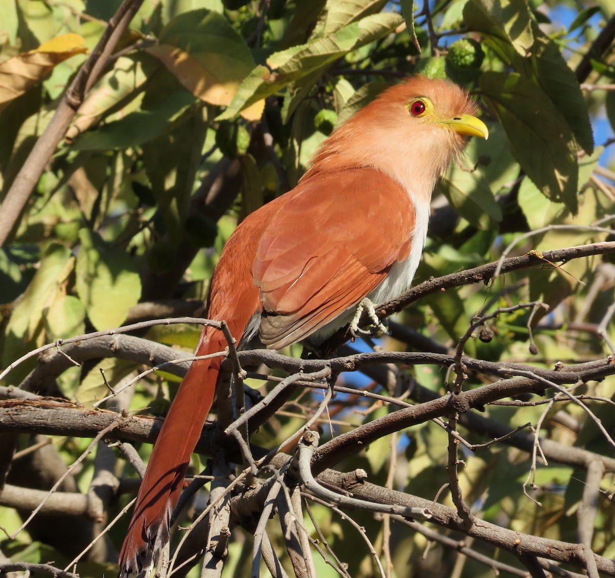 Common Squirrel-Cuckoo - ML646557354
