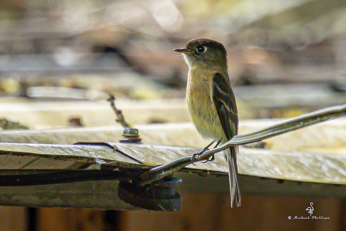 svarthetteempid - ML646557357