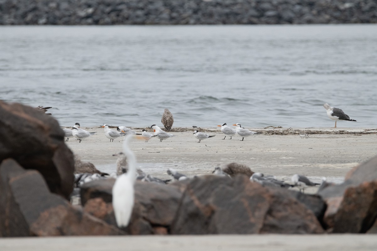 Great Egret - ML646557358