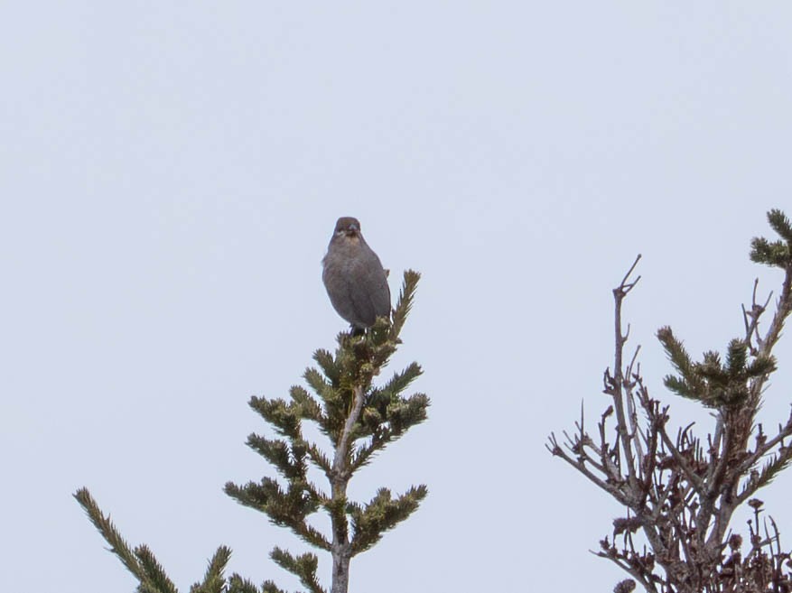 Hakengimpel - ML646557359