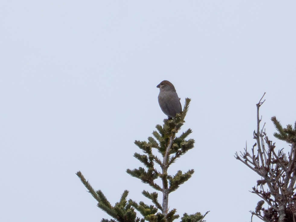 Hakengimpel - ML646557360