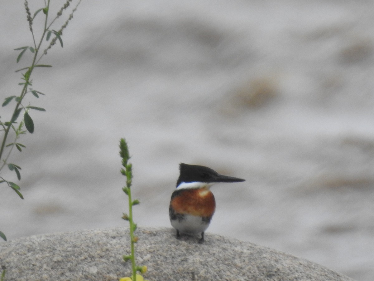Green Kingfisher - ML646557361