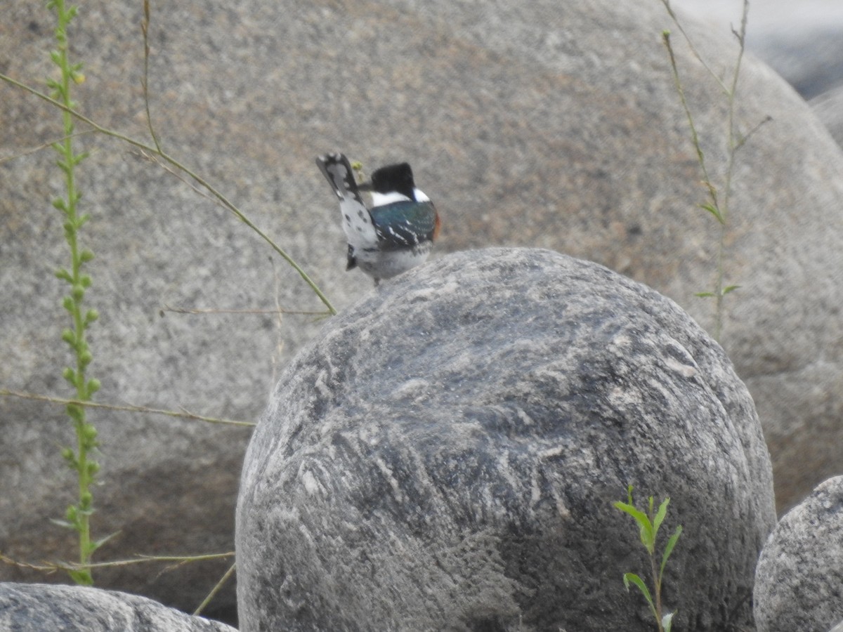 Green Kingfisher - ML646557362