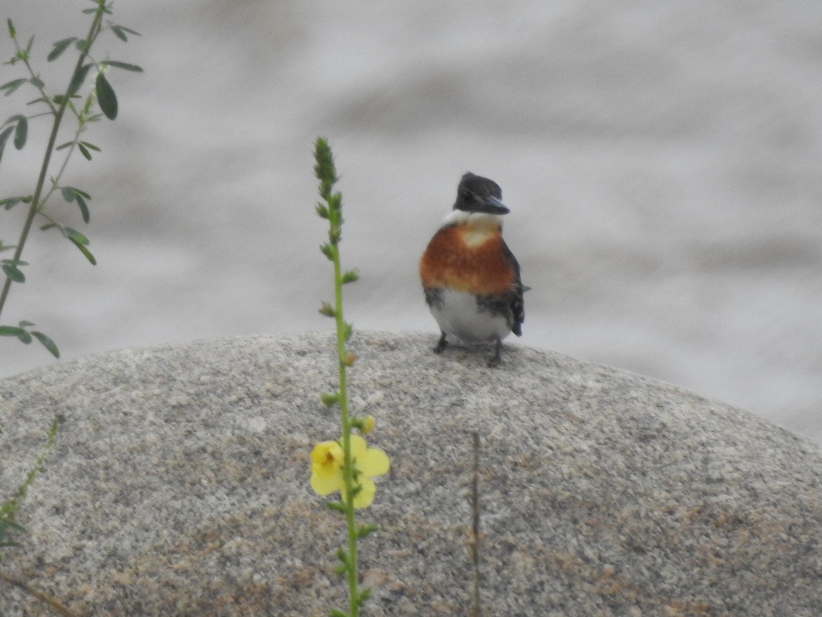 Green Kingfisher - ML646557363