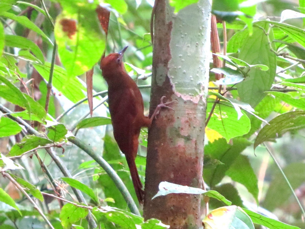Ruddy Woodcreeper - ML646557366