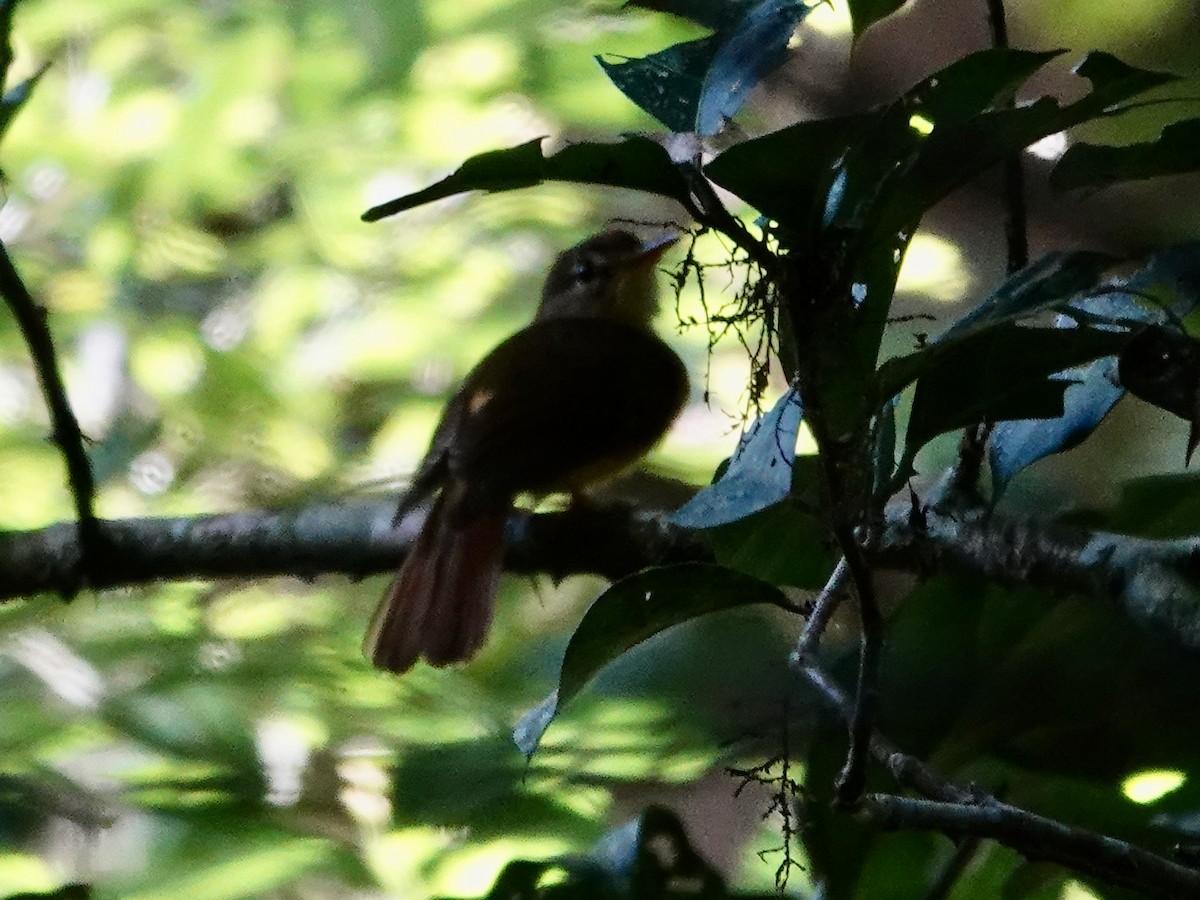 Tropical Royal Flycatcher - ML646557367