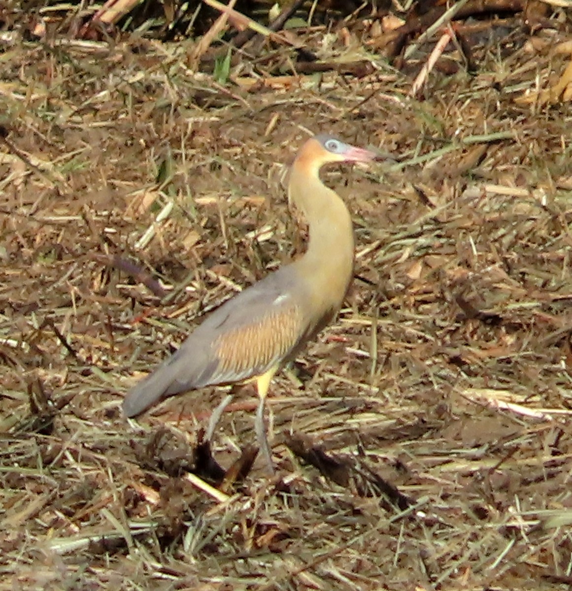 Whistling Heron - ML646557368