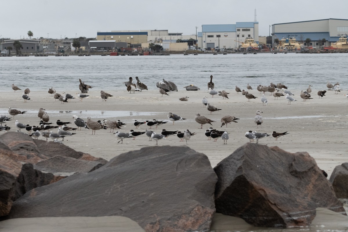 Brown Pelican - ML646557369