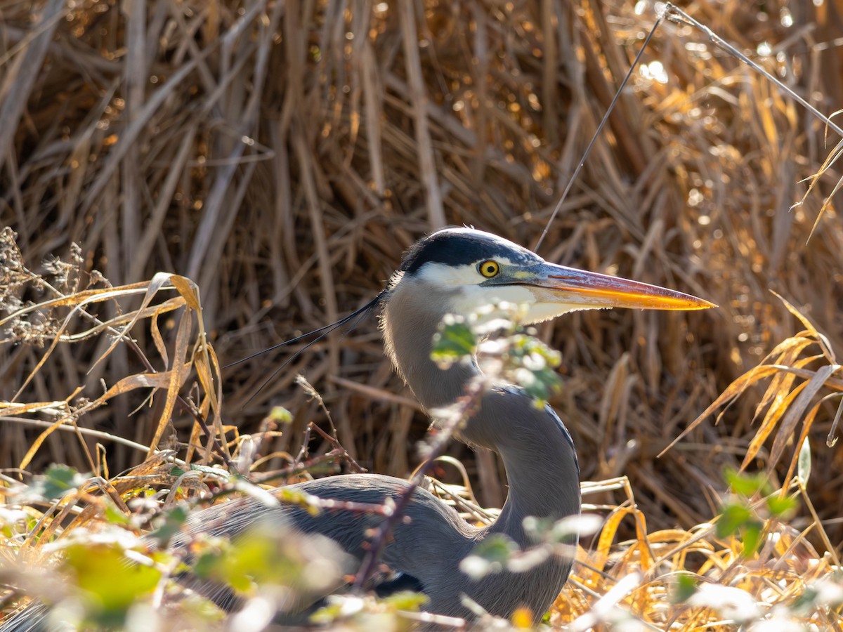 Kanadareiher - ML646557370