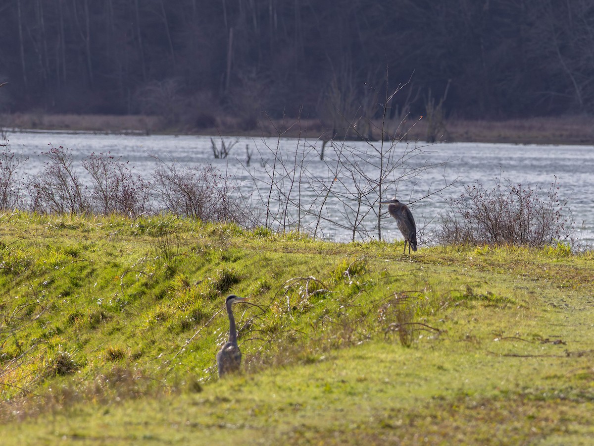 Kanadareiher - ML646557371