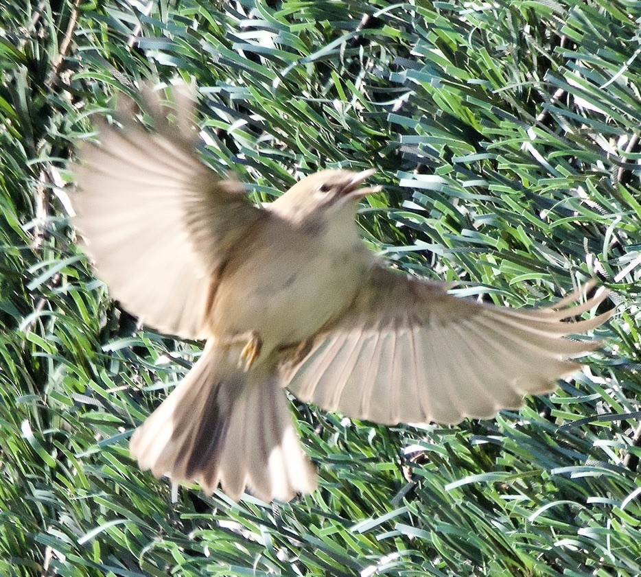 Paruline des pins - ML646557372