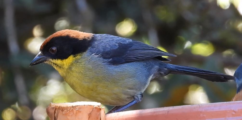 Gelbbrust-Buschammer - ML646557373