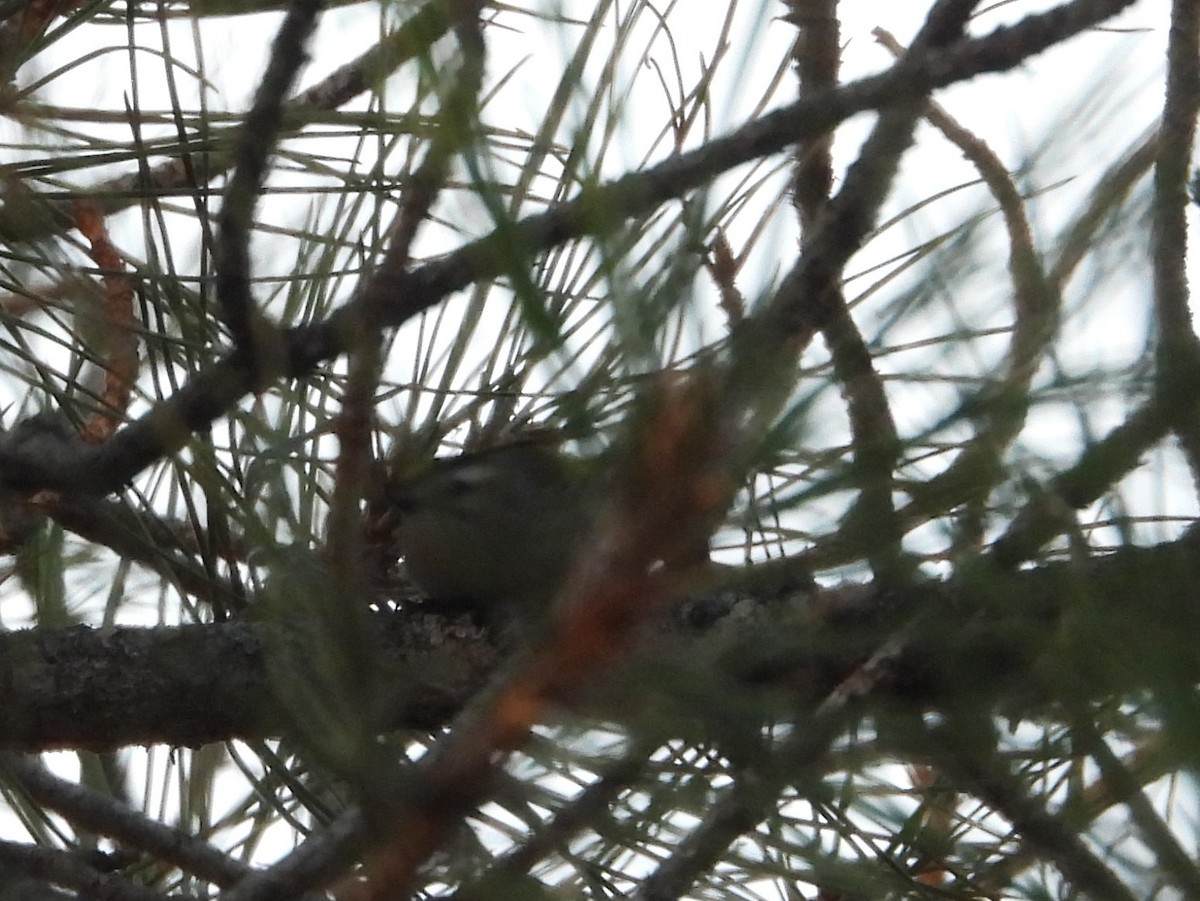 Golden-crowned Kinglet - ML646557377
