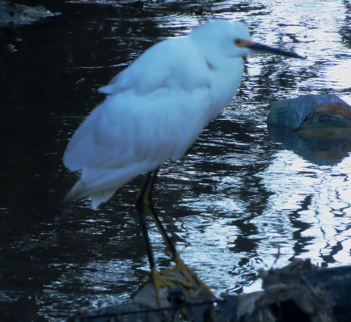 Snowy Egret - ML646557382
