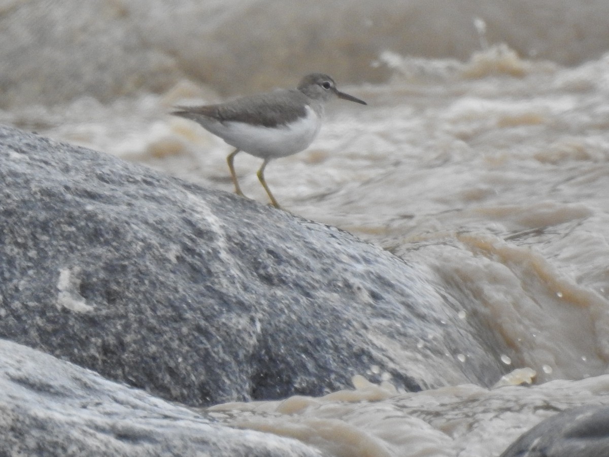 Spotted Sandpiper - ML646557384