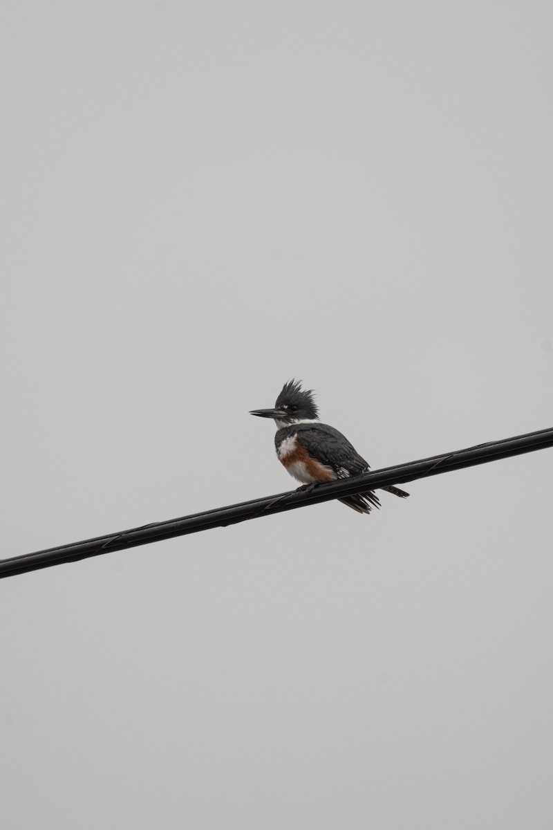 Belted Kingfisher - ML646557385