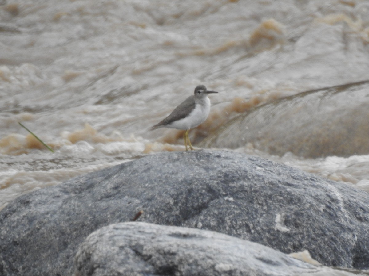 Spotted Sandpiper - ML646557386