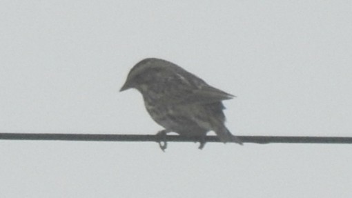 稀樹草鵐(sandwichensis群) - ML646557388