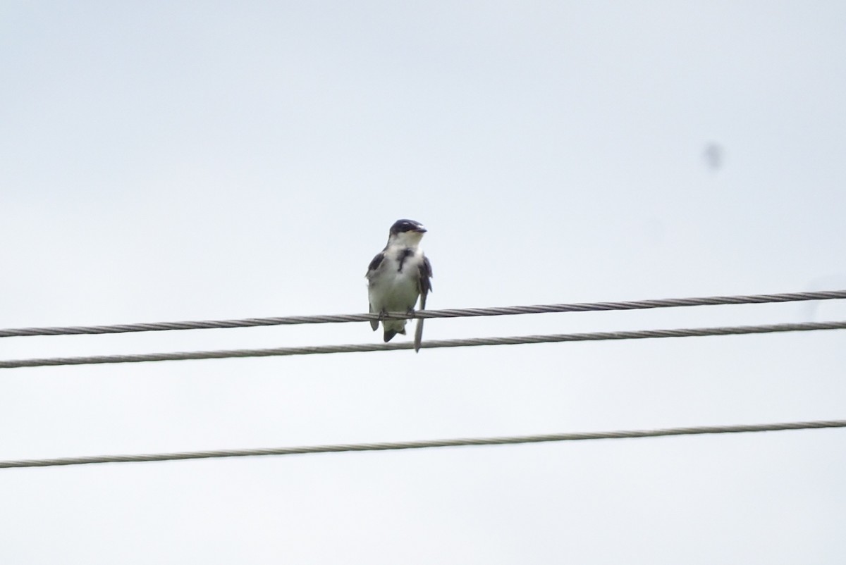 White-rumped Swallow - ML646557389