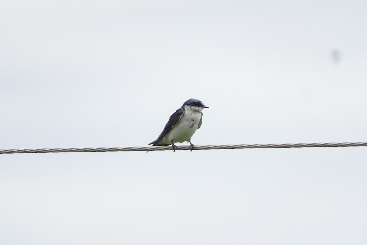 White-rumped Swallow - ML646557390