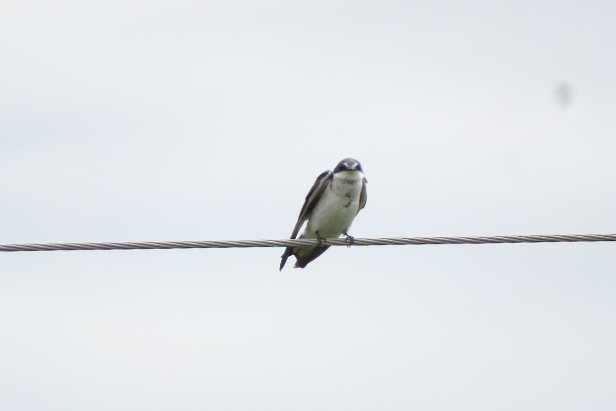 White-rumped Swallow - ML646557391