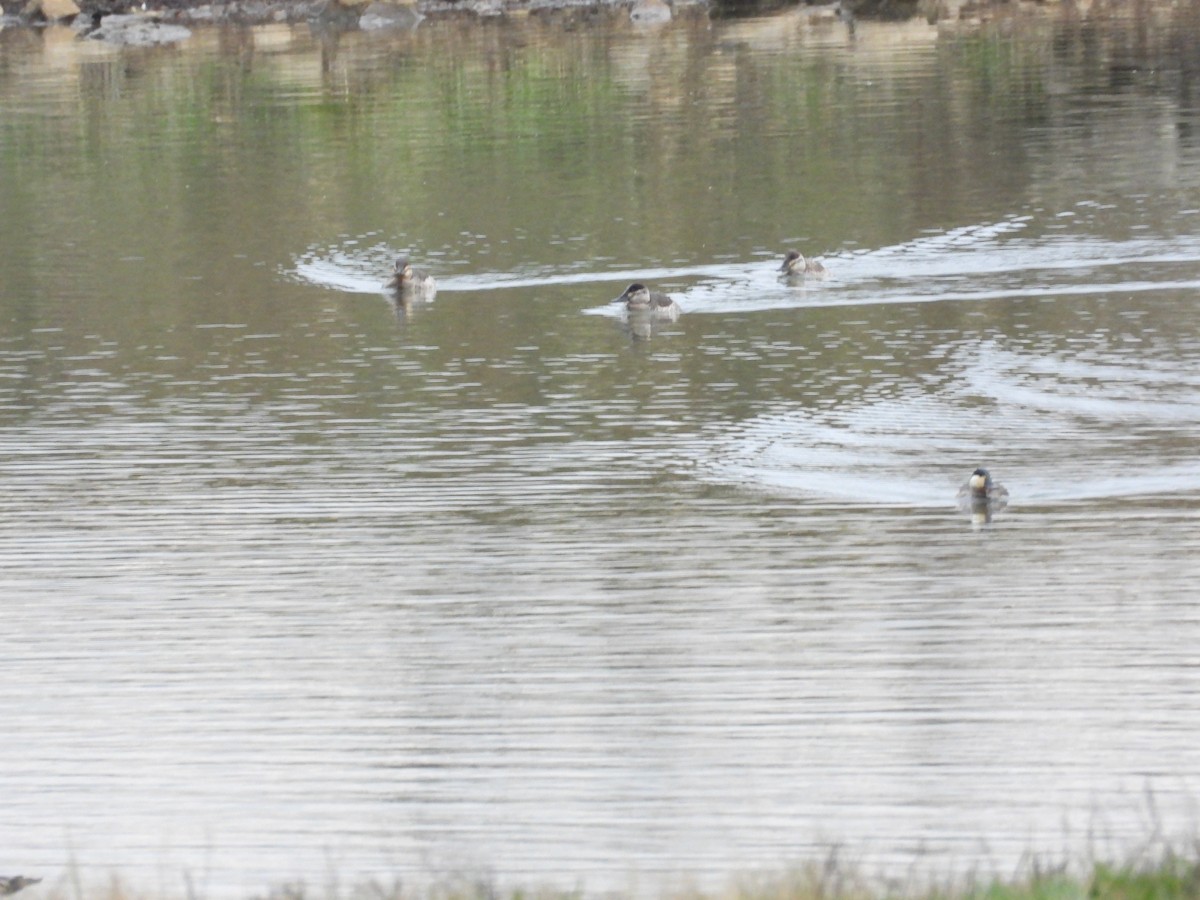 Ruddy Duck - ML646557393