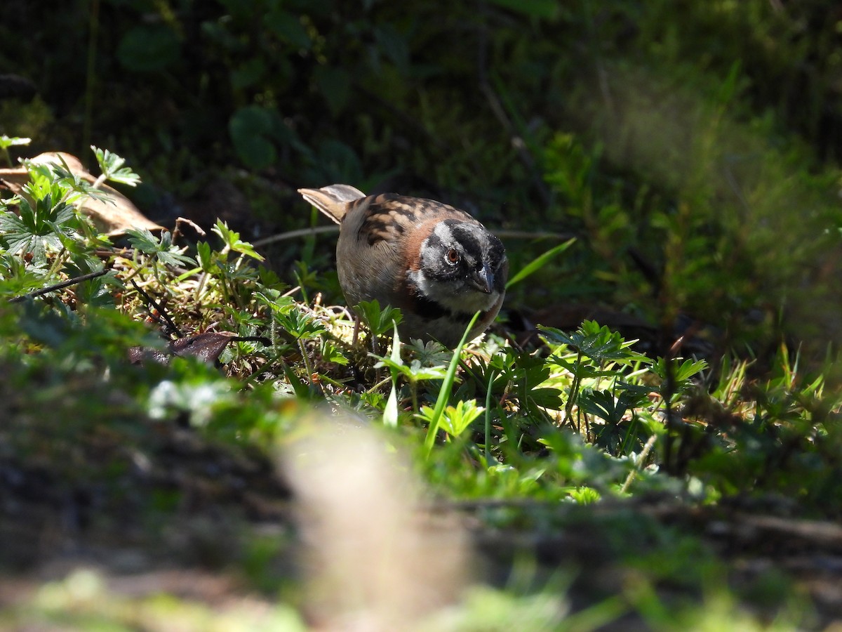 Morgenammer - ML646557394