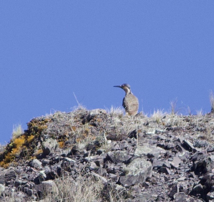 Andean Flicker - ML646557395