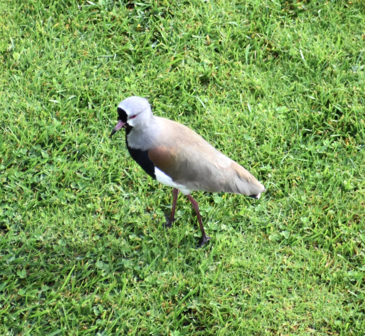 Şili Kızkuşu - ML646557400