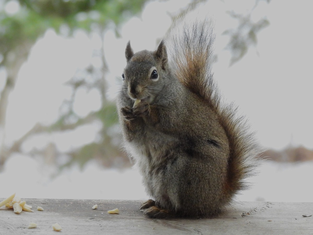 American Red Squirrel - ML646557402