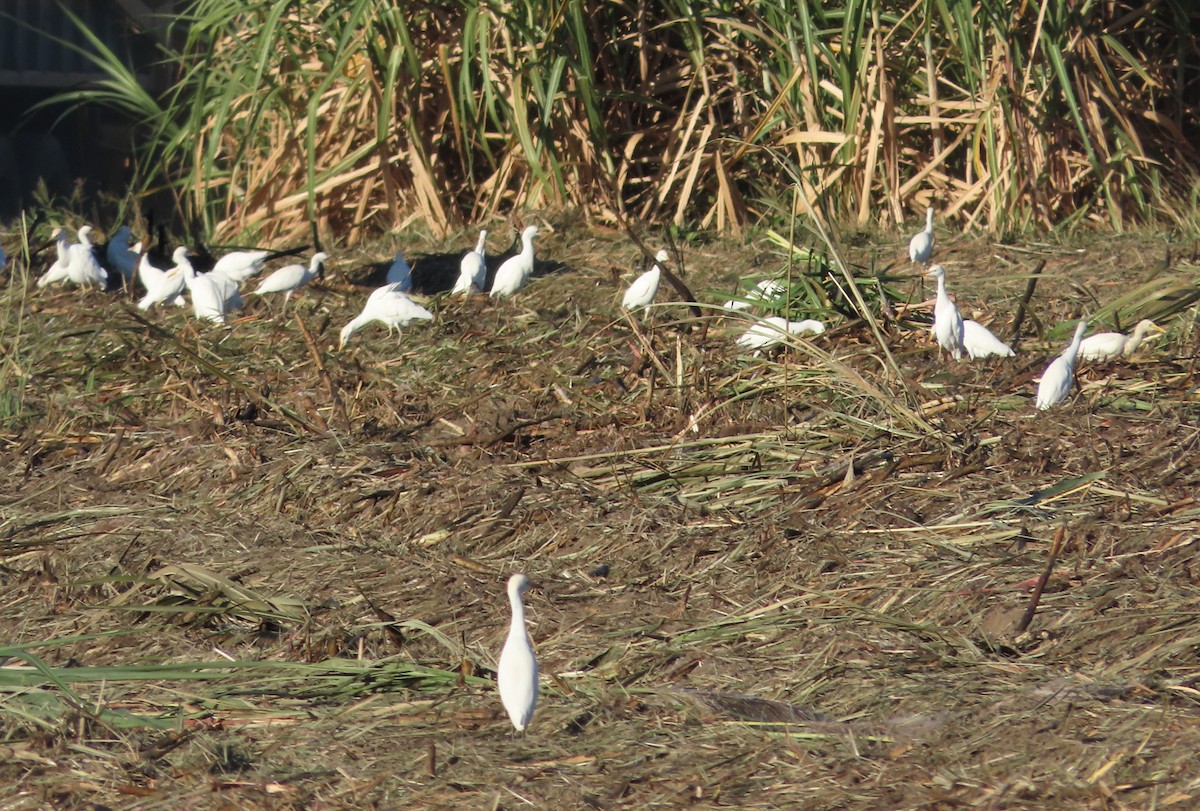 Western Cattle-Egret - ML646557405