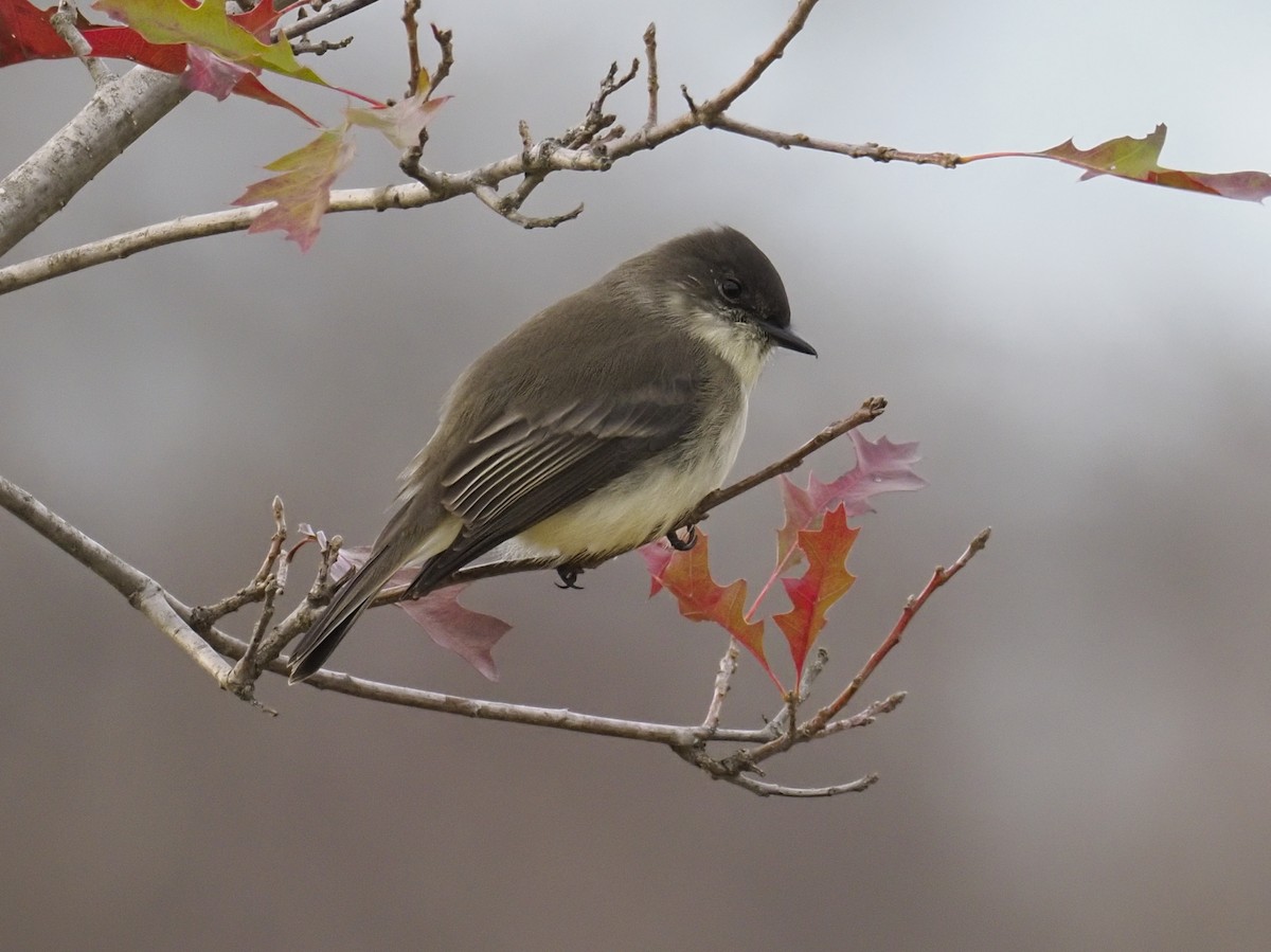 ツキヒメハエトリ - ML646557406