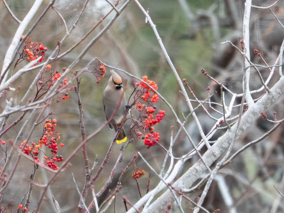 Bohemian Waxwing - ML646557408