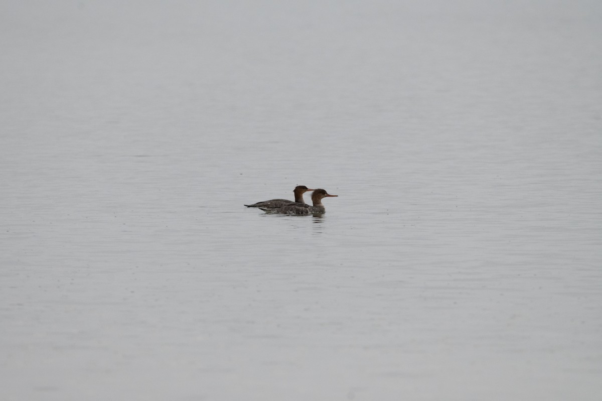 Red-breasted Merganser - ML646557410
