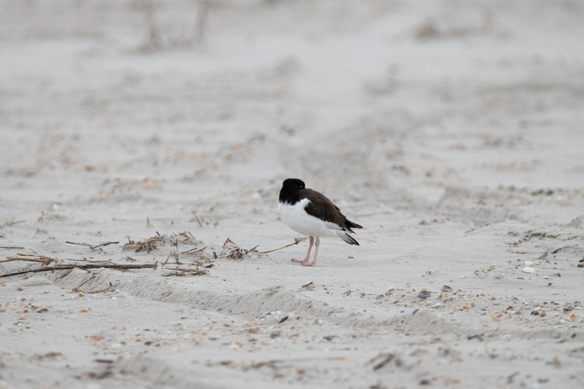 American Oystercatcher - ML646557416