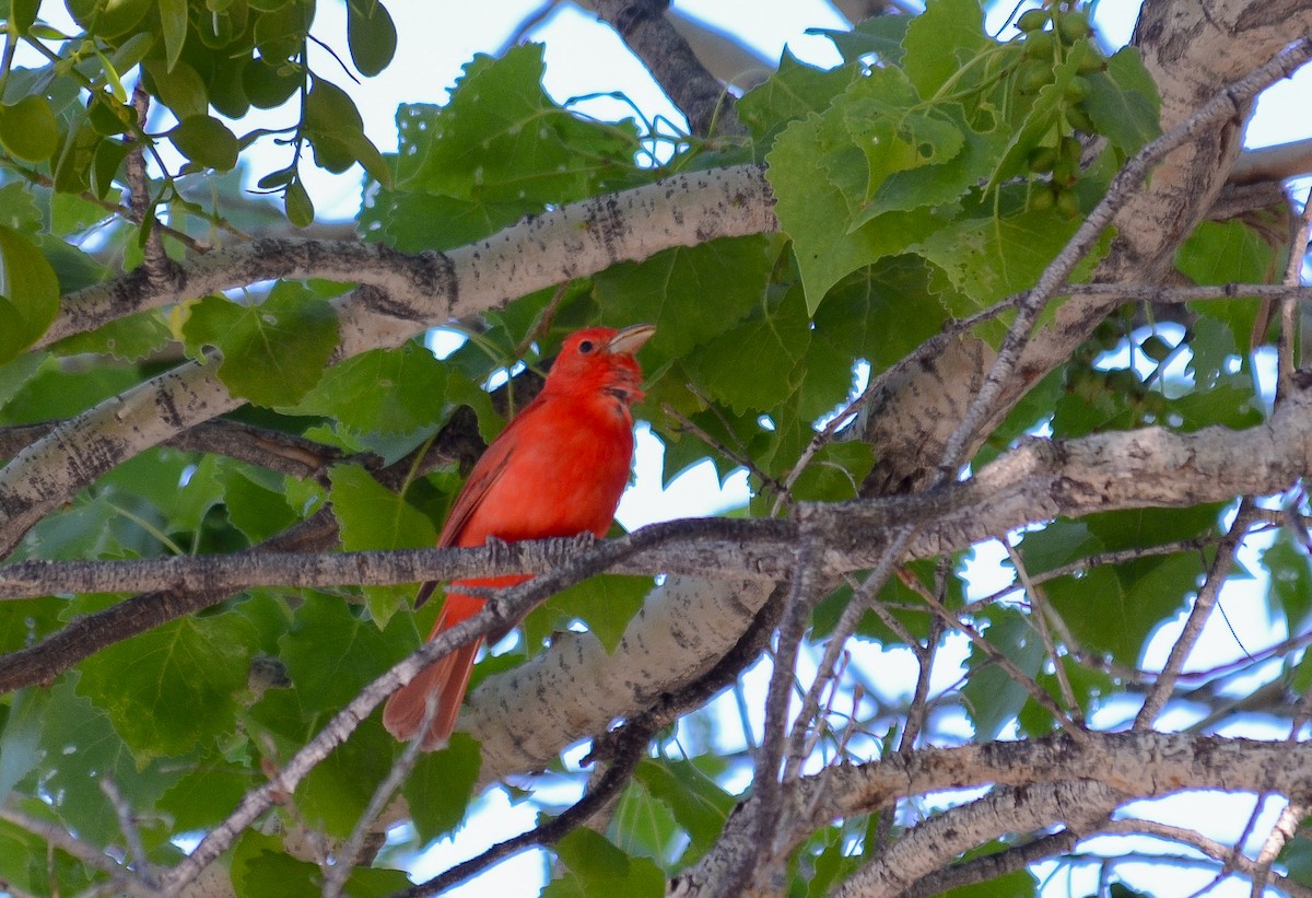 Summer Tanager - ML646557417