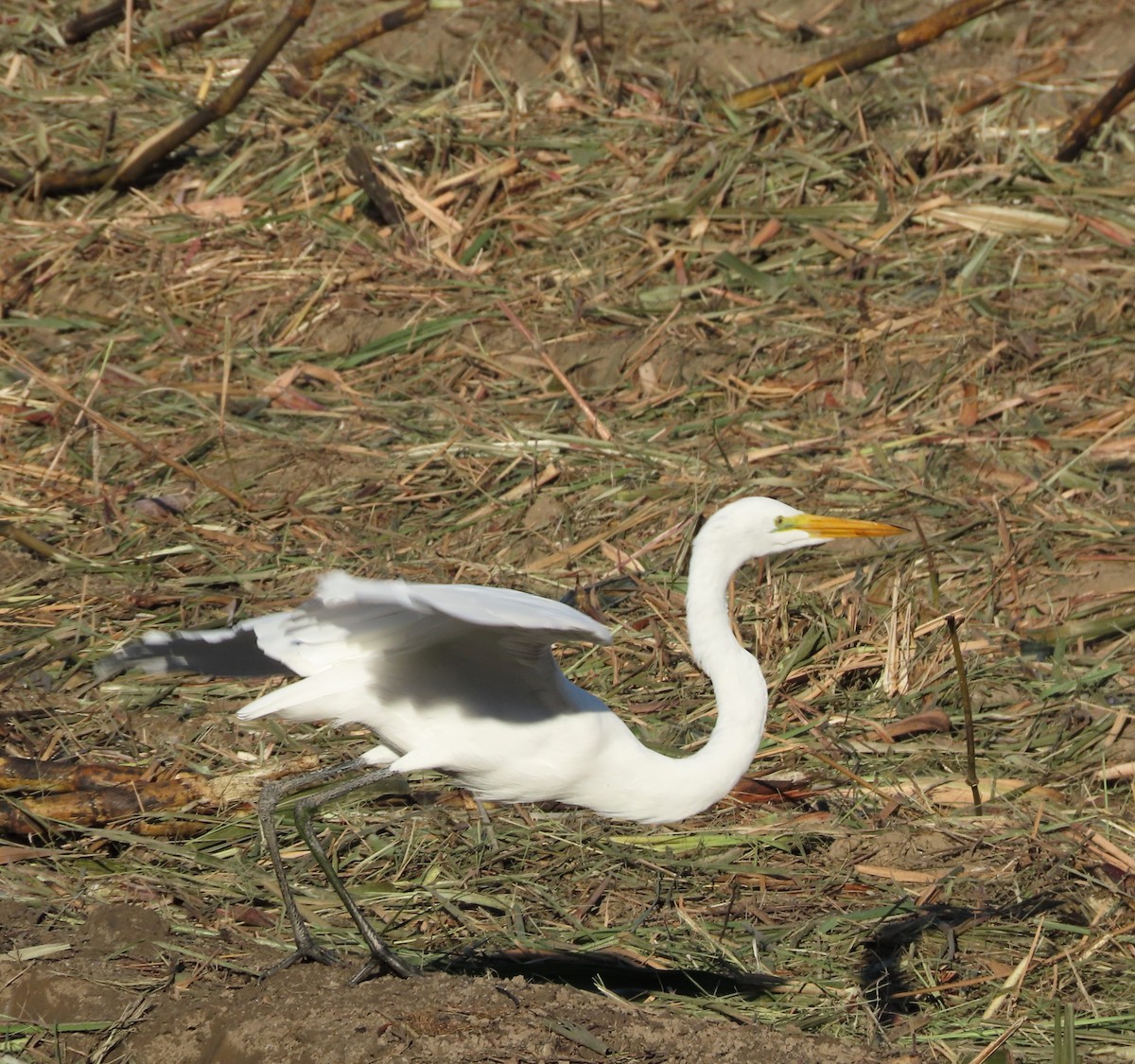Great Egret - ML646557418