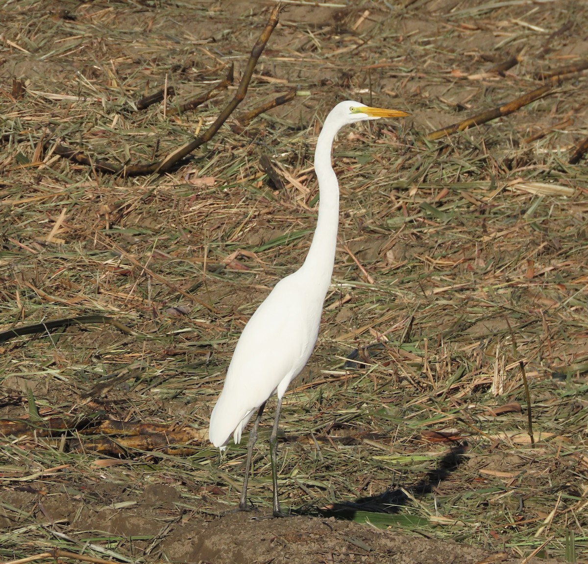 Great Egret - ML646557419