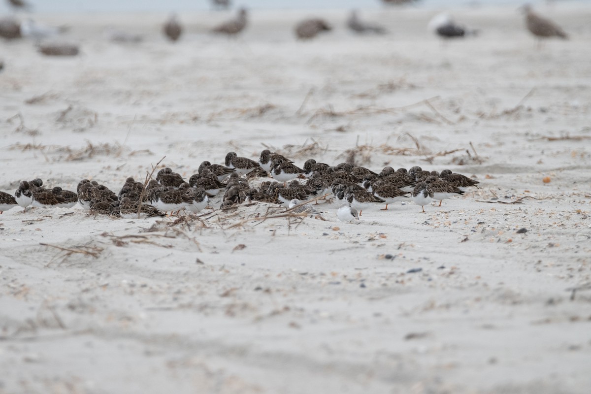 Ruddy Turnstone - ML646557421