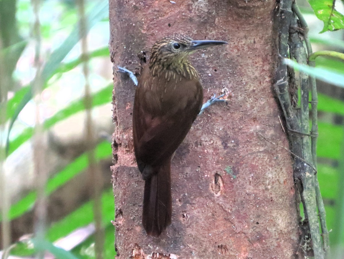 Cocoa Woodcreeper - ML646557423