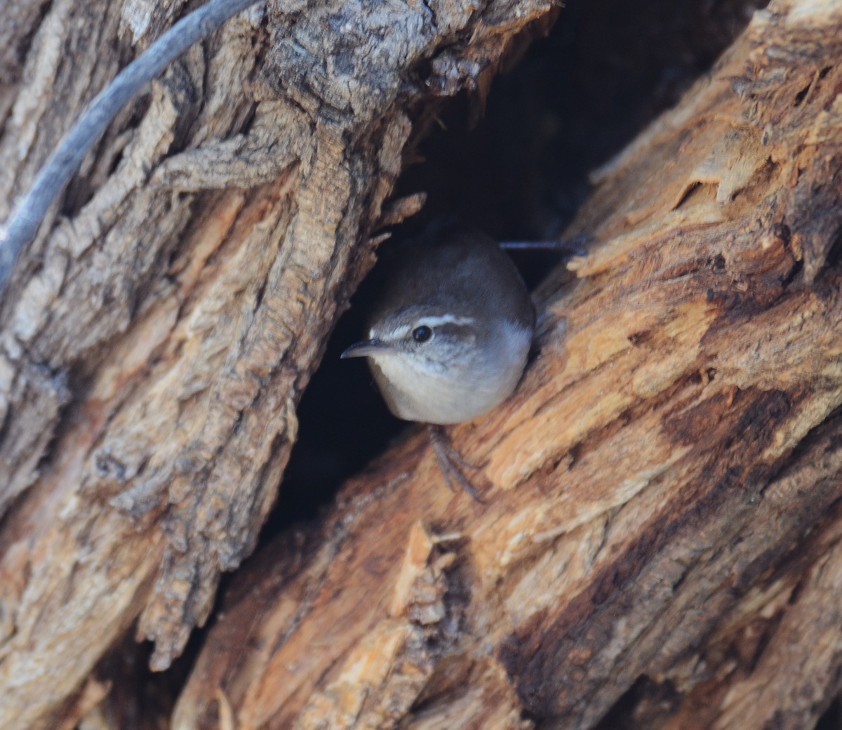 シロハラミソサザイ - ML646557424