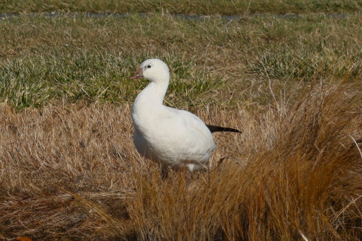 Ross's Goose - ML646557426