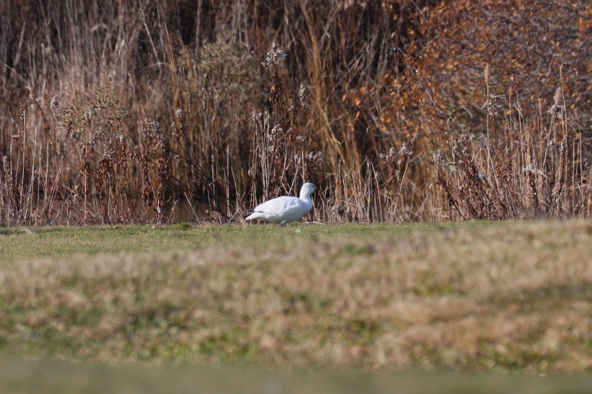 Ross's Goose - ML646557427