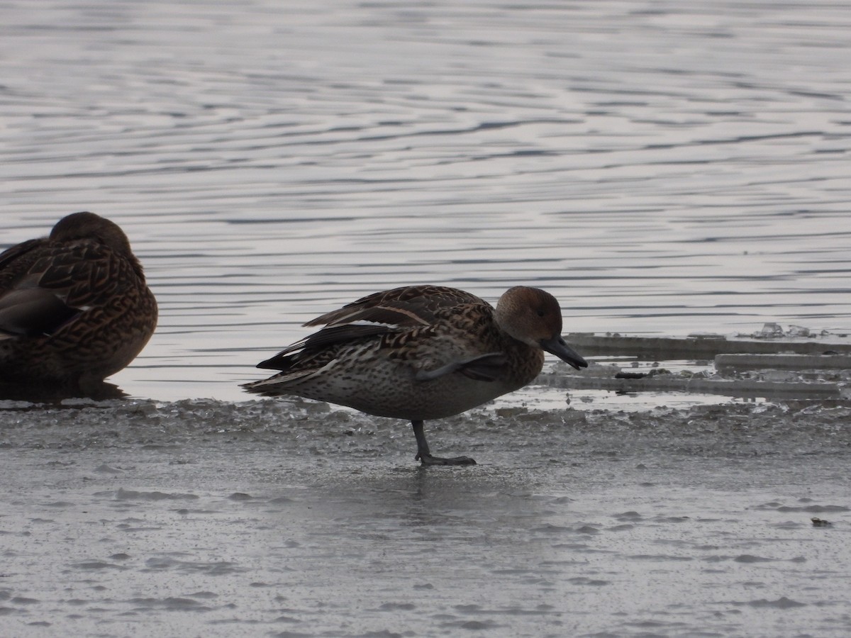 ostralka štíhlá - ML646557429