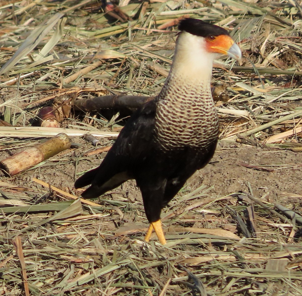 Crested Caracara - ML646557430