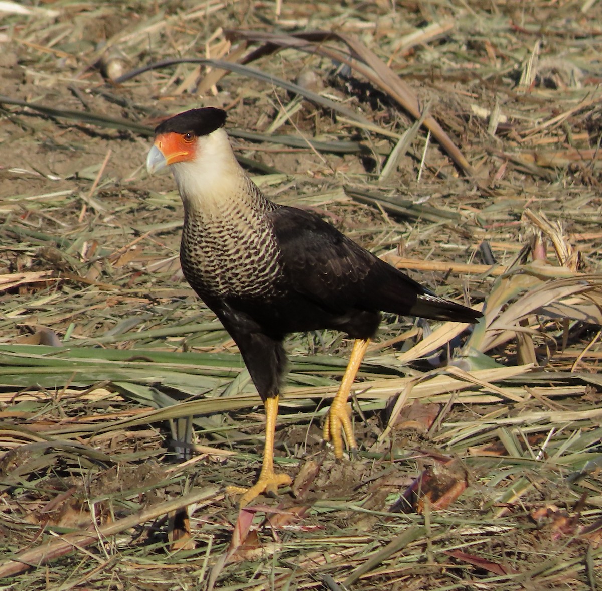 Crested Caracara - ML646557431