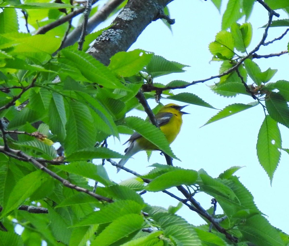 Blue-winged Warbler - ML646557432