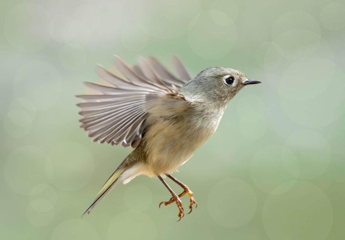 Ruby-crowned Kinglet - ML646557434