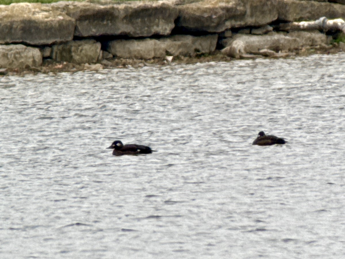 White-winged Scoter - ML646557435