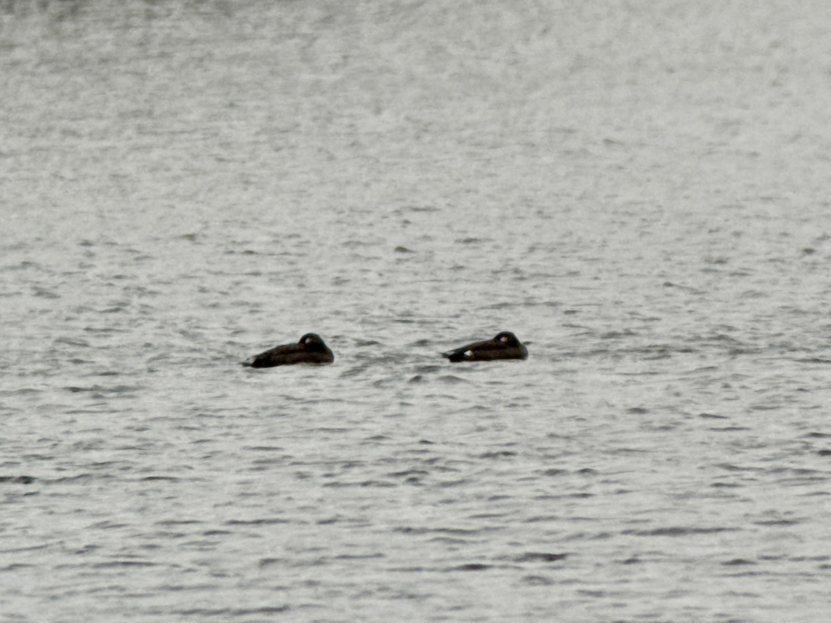 White-winged Scoter - ML646557436